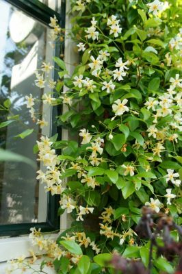 Trachelospermum-Star of Tuscany_Flowers