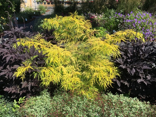 Sambucus Sunrise Surprise