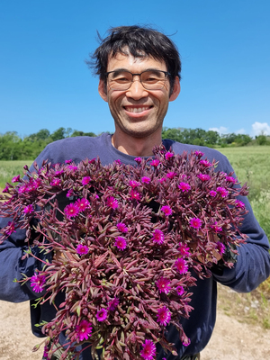 Delosperma Desert Dancers Purple