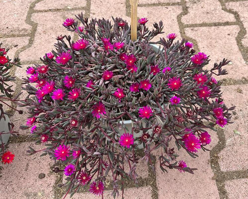 Delosperma Desert Dancers Purple