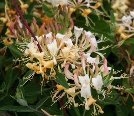 Lonicera-Sweet Tea_Flower