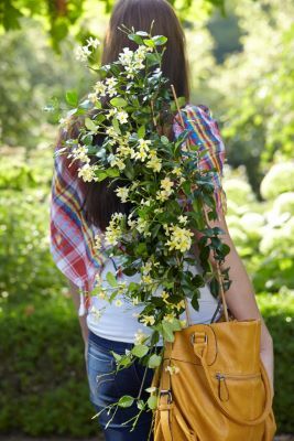 Trachelospermum-Star of Tuscany_Patio