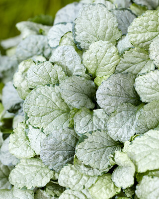 Ajuga Princess Elsa