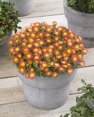 Delosperma-Fire Wonder_Patio