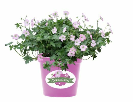 Geranium-Dreamland_Pot