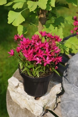 Rhodohypoxis-Fairy Tale_Pot