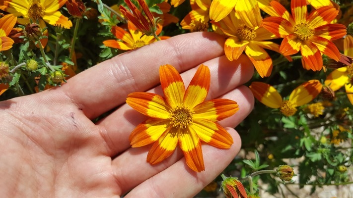 Bidens-Funny Honey_Close up flower