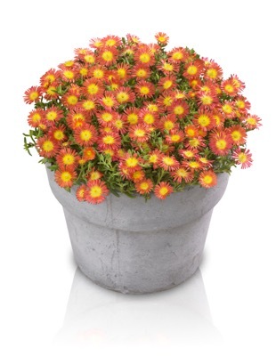 Delosperma-Fire Wonder_Pot