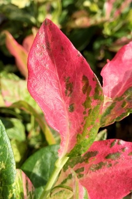 Vaccinium-Flamingo_Close up foliage