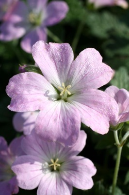 Geranium-Dreamland_Close up flower