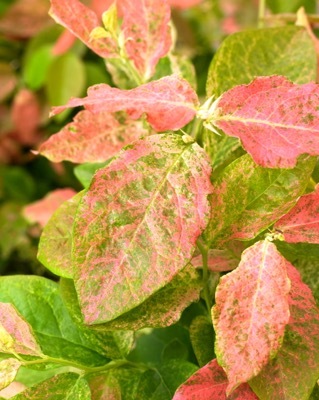 Vaccinium-Flamingo_Close up foliage