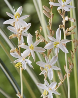 Anthericum-Starlight_Flowers