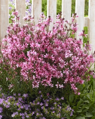 Gaura-Baby Butterfly Dark Pink_Garden