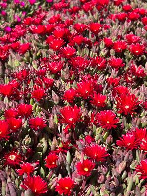 Delosperma Desert Dancers Red