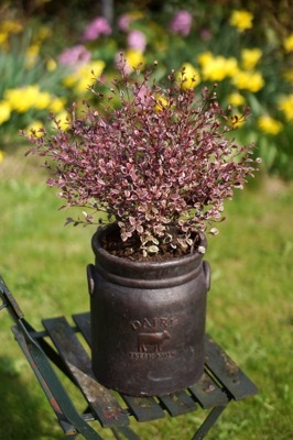 Lophomyrthus-Magic Dragon_Patio