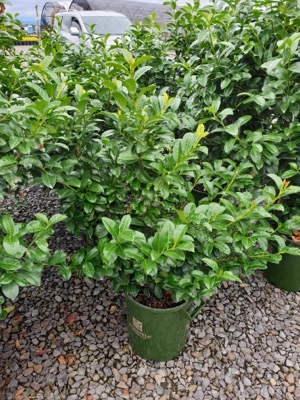 Prunus-Greenfinity_Pot