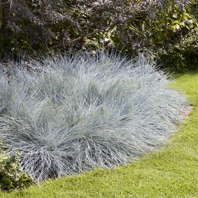 Festuca Beyond Blue