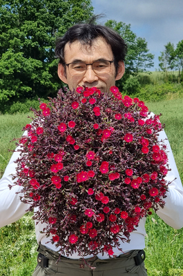 Delosperma Desert Dancers Red