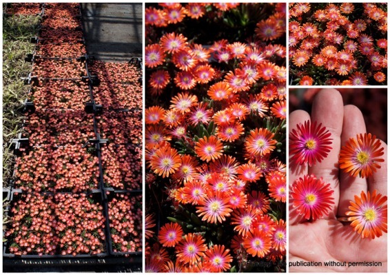 Delosperma-Sunstone_Flyer