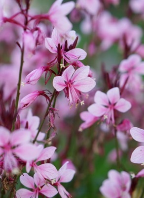 Gaura-Baby Butterfly Dark Pink_Close up foliage