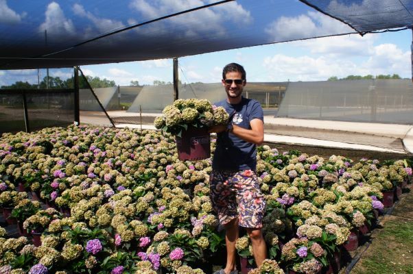 Hydrangea-Together_Nursery