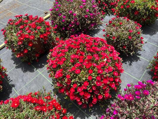 Delosperma Desert Dancers Red