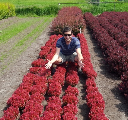 Berberis-Lutin Rouge_Nursery