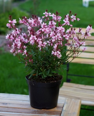 Gaura-Baby Butterfly Dark Pink_Pot