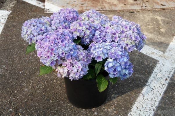 Hydrangea-Together_Pot