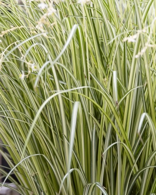 Anthericum-Starlight_Foliage