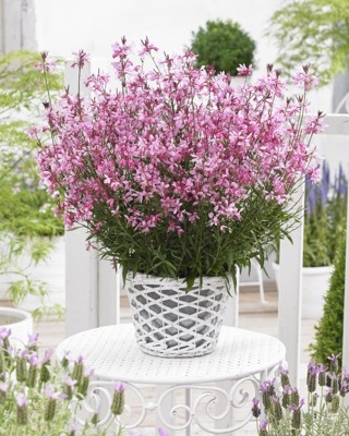 Gaura-Baby Butterfly Dark Pink_Patio