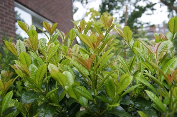 Prunus-Vulcano_Foliage