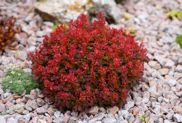 Berberis-Lutin Rouge_Garden