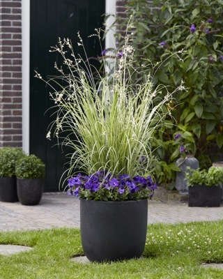 Anthericum-Starlight_Patio