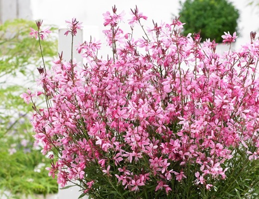 Gaura-Baby Butterfly Dark Pink_Flower