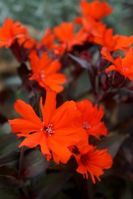 Lychnis-Scarlet O'Hara_Flowers