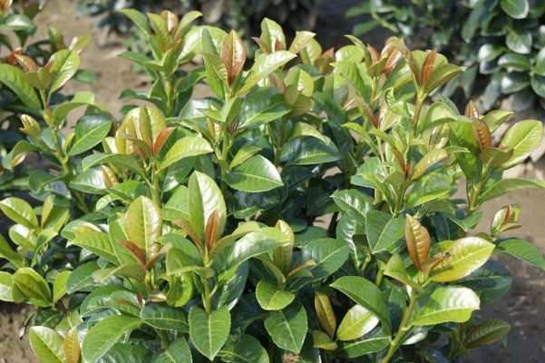 Prunus-Vulcano_Foliage