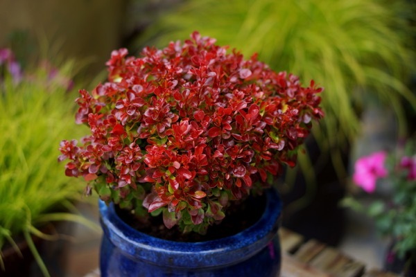 Berberis-Lutin Rouge_Patio