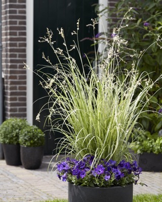 Anthericum-Starlight_Patio