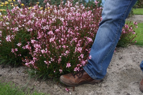 Gaura-Baby Butterfly Dark Pink_Garden