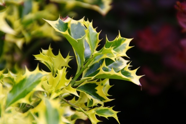 Ilex-Golden DJ_Close up foliage