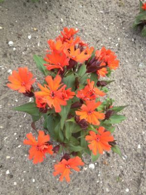 Lychnis-Scarlet O'Hara_Garden