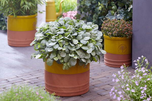 Ajuga Princess Elsa