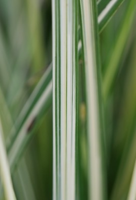 Anthericum-Starlight_Close up foliage