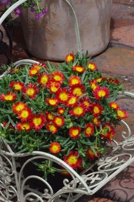 Delosperma-Fire Wonder_Patio