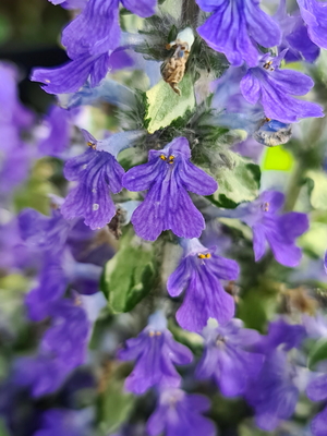 Ajuga Princess Elsa