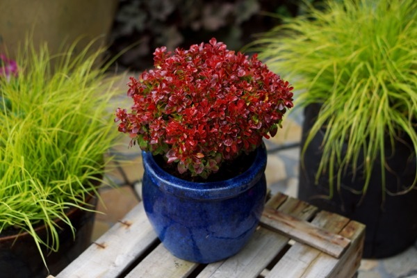 Berberis-Lutin Rouge_Patio