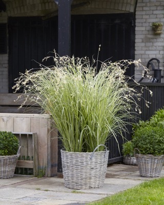 Anthericum-Starlight_Patio