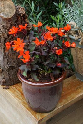 Lychnis-Scarlet O'Hara_Patio