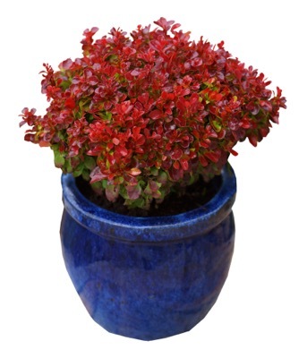 Berberis-Lutin Rouge_Pot